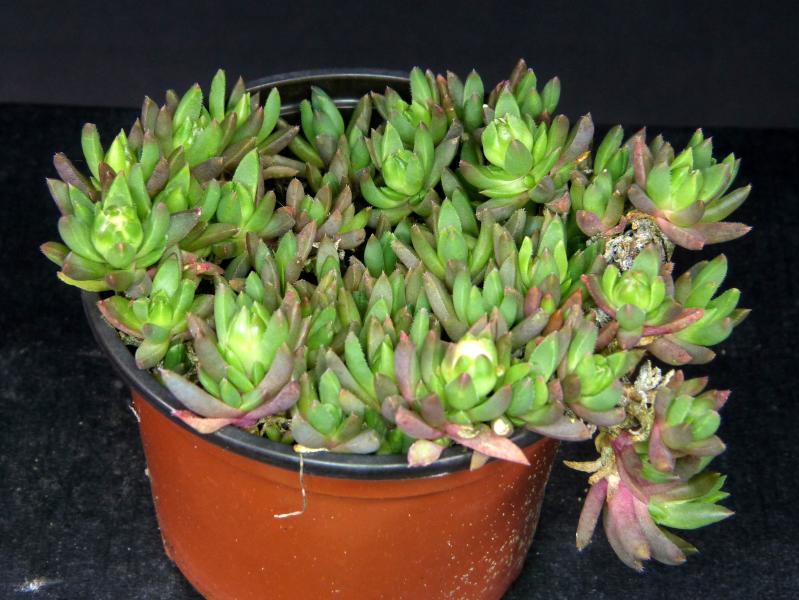 Plant for sale on April 28, 2025